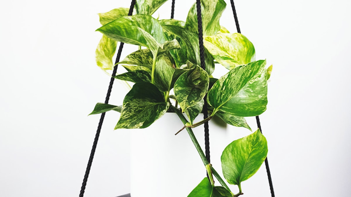 欧冠决赛夜晚，球场内座无虚席，气氛热烈的全景照片